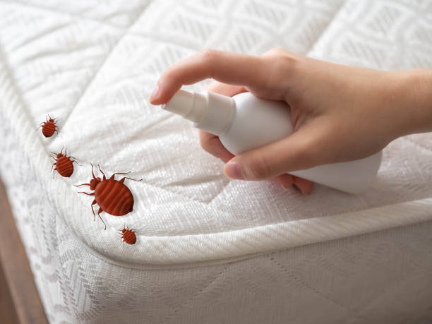 Flea Control Services in Middletown, VA